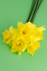 Image showing Jonquil flowers