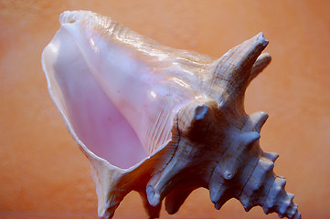 Image showing shell