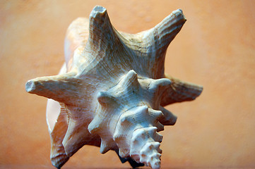 Image showing shell