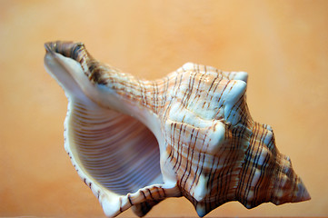 Image showing shell