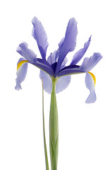 Image showing Purple lily flower