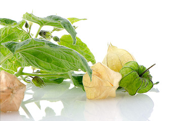 Image showing Physalis fruit 