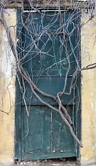 Image showing Antique door sealed by roots