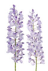 Image showing Wisteria flowers