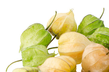 Image showing Physalis fruit 