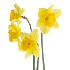 Image showing Yellow jonquil flowers