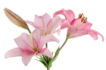 Image showing Pink lilies