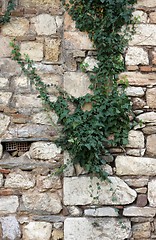 Image showing Plant over stone wall