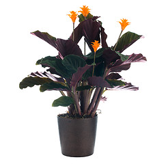 Image showing Eternal flame flower (calathea crocata)