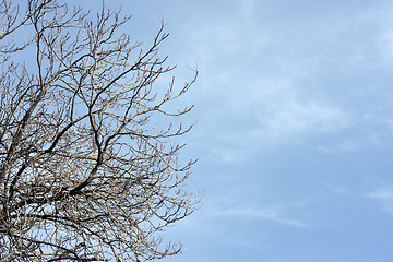 Image showing Bare tree and sky