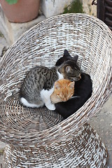 Image showing Three cats rest in cold