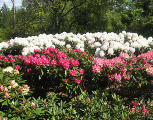 Image showing Flowers