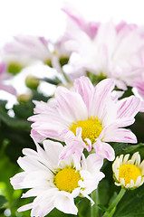 Image showing Beautiful Chrysanthemum flowers 