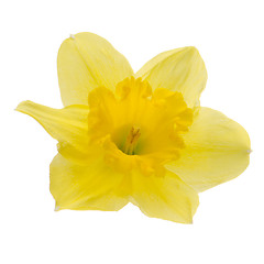 Image showing Jonquil flower