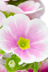 Image showing Closeup of pink primrose flowers