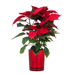 Image showing Red poinsettia 