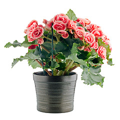 Image showing Pink begonia plant