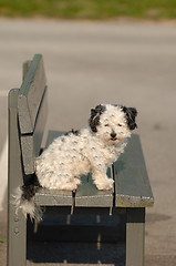 Image showing Dog on a bench
