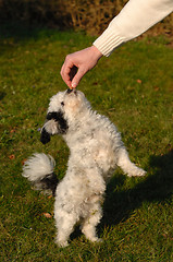 Image showing Dog standing and eating