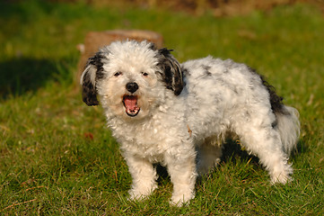 Image showing Dog in the sun