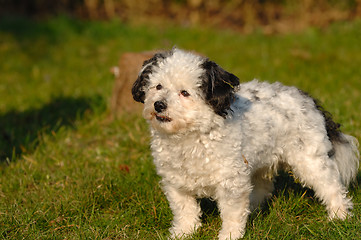 Image showing Dog on grass