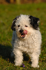 Image showing Dog tongue