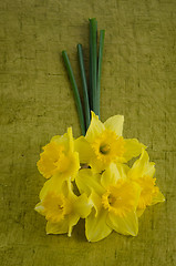 Image showing Jonquil flowers