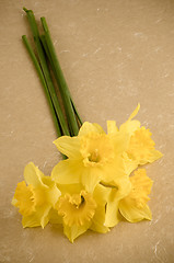 Image showing Jonquil flowers