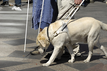 Image showing Guide dog