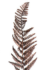 Image showing Christmas decorative Brown fern leaf