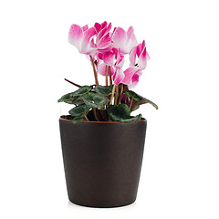 Image showing Beautiful pink Cyclamen flower