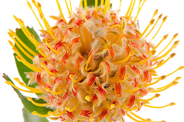 Image showing Pincushion Protea