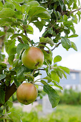 Image showing Apple