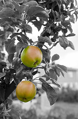 Image showing Apple