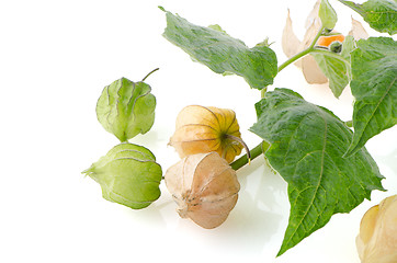Image showing Physalis fruit 