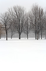 Image showing Trees during winter blizzard