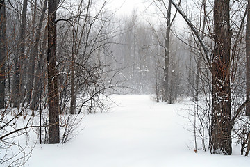 Image showing Winter forest in snow