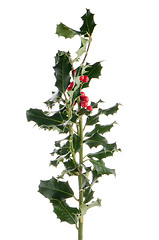 Image showing Christmas holly branch