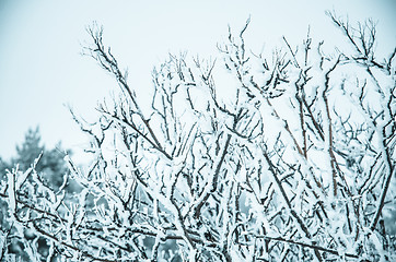 Image showing Snow and frost covered pine trees