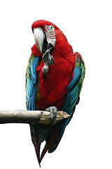 Image showing Parrot