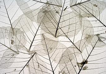 Image showing Leaves