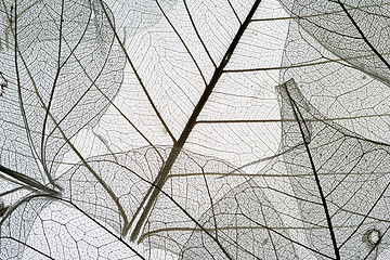 Image showing Leaves