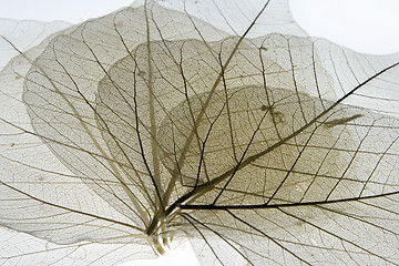 Image showing Leaves