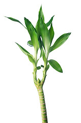 Image showing Green bamboo 