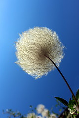 Image showing Yellow Clematis, Seed with silky tails. Clematis tangutica.