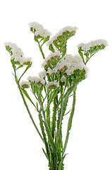 Image showing White statice flowers