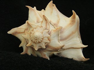 Image showing shell