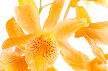 Image showing Closeup of orange dendrobium flowers