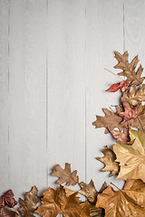 Image showing Autumn foliage 