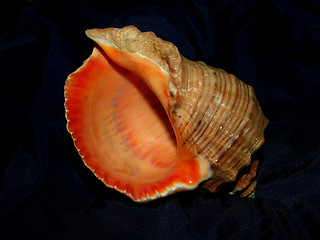 Image showing shell